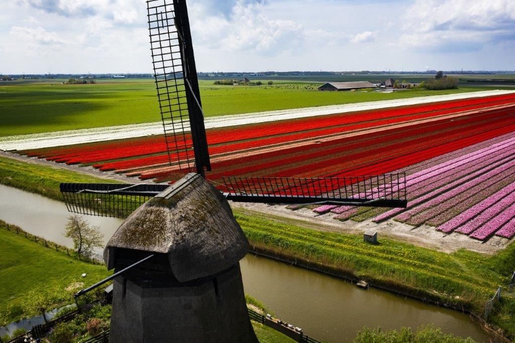 Tulpen en molen